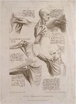 Muscles of upper limbs, thorax, head and neck: six figures. Engraving, 1796. Stock Illustration