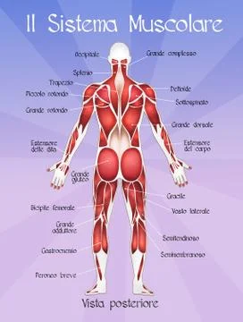 The muscolar system Stock Illustration