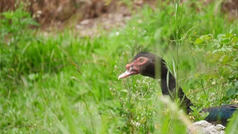 Muscovy Drake in the Grass Stock Footage 290481892