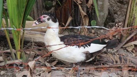 Muscovy duck behind a barbed wire fence. Stock Footage 237836780
