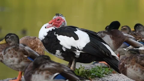 Muscovy duck (Cairina moschata) standing by water with other ducks in UK. 4K Stock Footage