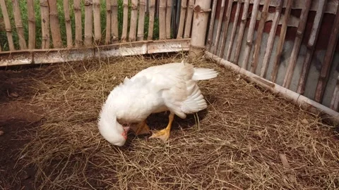 Muscovy duck cleans it's self in sunny day. Domestic duck. Cairina moschata. Video stock 169177199