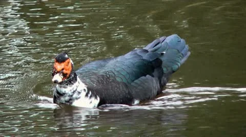 Muscovy Duck courting in a pond Stock Footage