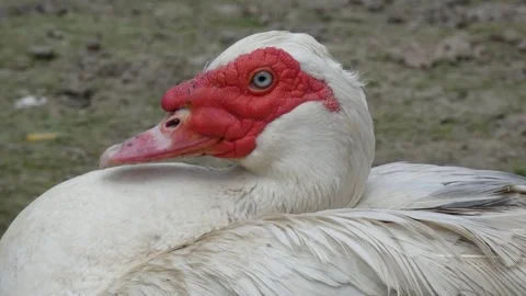 Muscovy Duck Drake Stock Footage 77245953