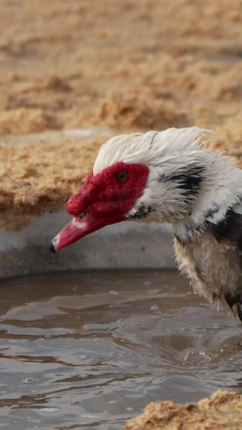 Muscovy duck drinking water from puddle macro vertical video, poultry reel Video stock 345202882