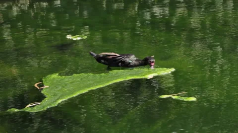 Muscovy Duck Eating Algae Stock Footage 59707647