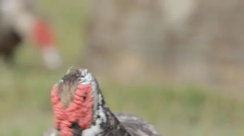 Muscovy Duck Stock Footage 10916360