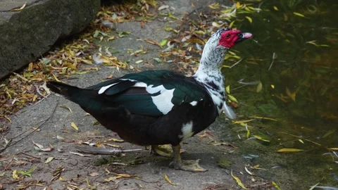 A Muscovy Duck  Stock Footage 277230236
