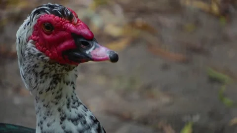 A Muscovy Duck  Stock Footage 277230374