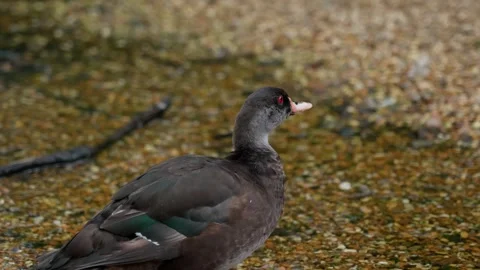 Muscovy duck Video stock 315206025