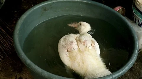 Muscovy duck Stock-Footage 332431314