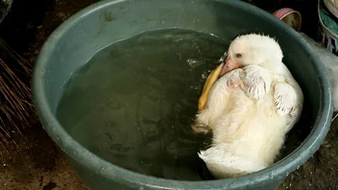 Muscovy duck Stock-Footage 332431316