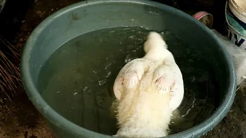 Muscovy duck Stock-Footage 332431368