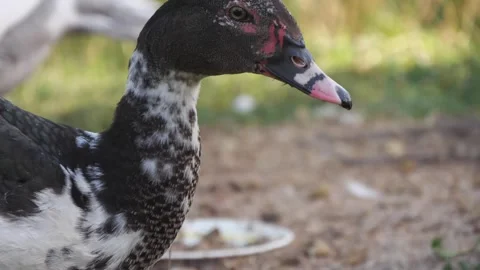 Muscovy duck on the grass close up Stock Footage 345441651