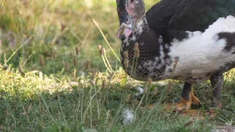 Muscovy duck on the grass close up Stock Footage 345441699