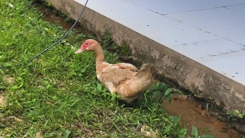 Muscovy duck looking around while exploring a grassy garden Stock Footage 338421428