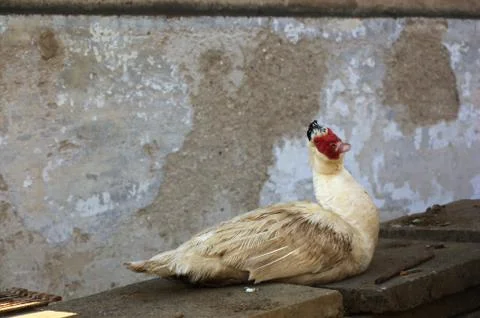Muscovy duck looking at camera Stock Photos