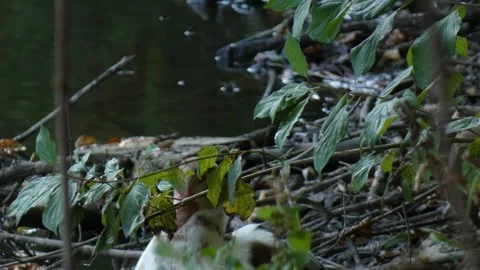 Muscovy duck looking at camera while hiding in green park grass 스톡 동영상 339714380