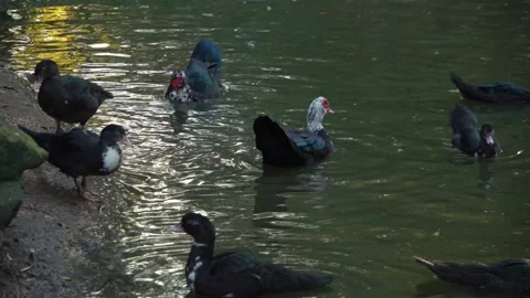 Muscovy duck in motion in fall Video stock 291694317