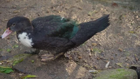 A Muscovy Duck  moving Stock Footage 291690826