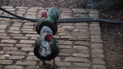 A Muscovy Duck  moving Stock Footage 291693703