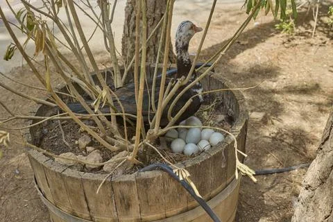 Muscovy duck nesting with blue eggs in wooden barrel planter Stock Photos