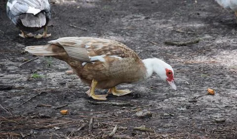 Muscovy duck at a park Foto stock