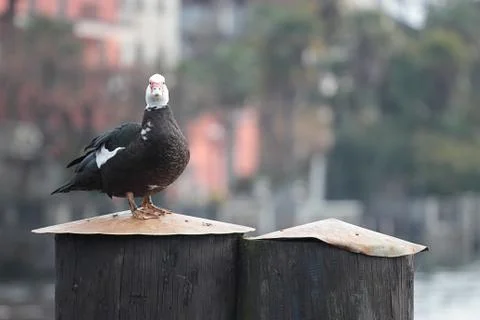 Muscovy duck Stock Photos