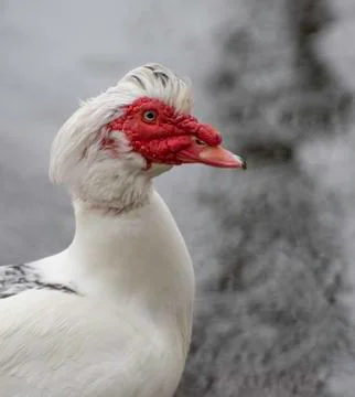 Muscovy Duck Stock Photos