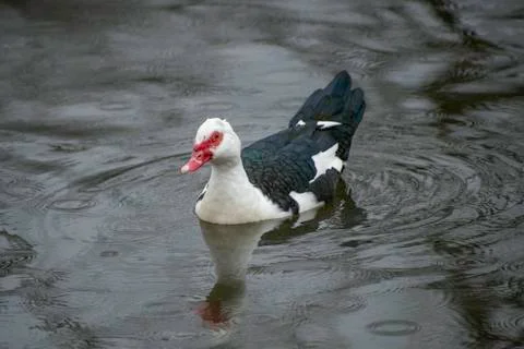 Muscovy Duck Stock Photos