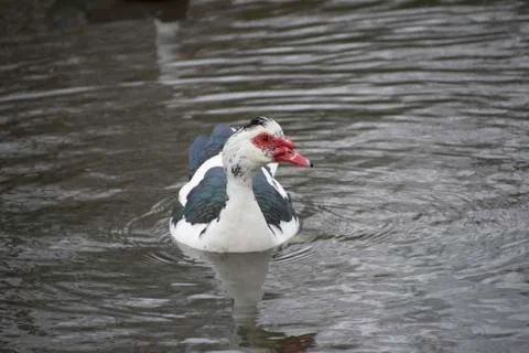 Muscovy Duck Stock Photos