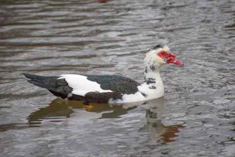 Muscovy Duck Stock Photos