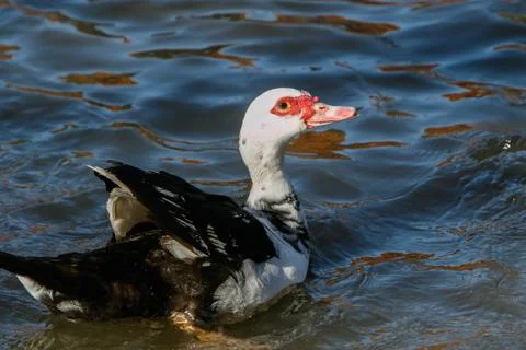 Muscovy Duck. Stock Photos