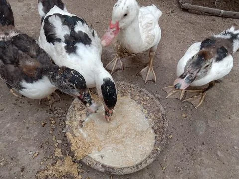 Muscovy duck Stock Photos