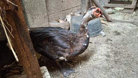 Muscovy Duck Stock Photos