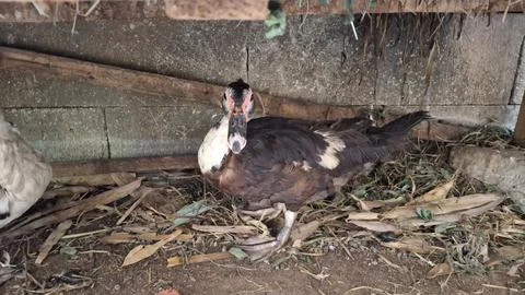 Muscovy Duck Stock Photos