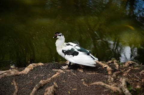 Muscovy Duck Stock Photos