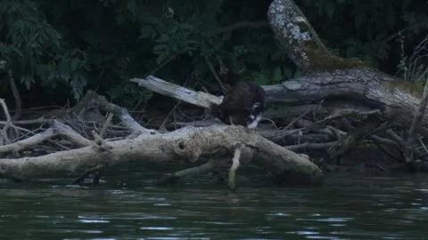 Muscovy Duck Preening on Fallen Tree Above Pond Water 스톡 동영상 340888724
