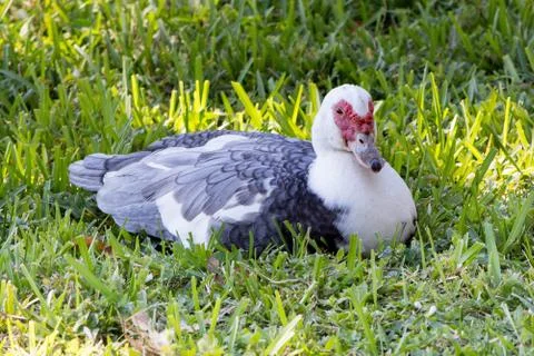 Muscovy duck rest Stock Photos
