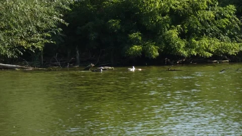 Muscovy duck running on water surface as powerful metaphor for startup Stockbeeldmateriaal 339711990