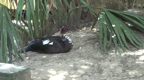 Muscovy duck sitting under a tree Video stock 52076288