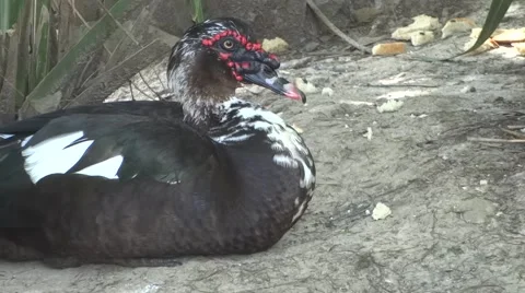 Muscovy duck sitting for a while then standing up Stock Footage 52076271