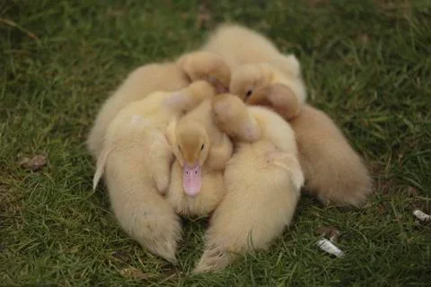 Muscovy ducklings Stock Photos