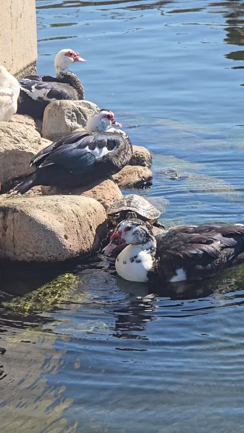 Muscovy Ducks and a Turtle Resting by the Edge of a Sunny Pond Stock Footage 348073151