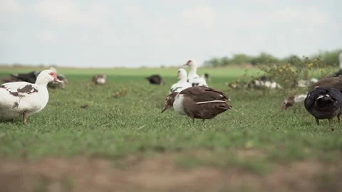 Muscovy ducks on a background of green grass. ducks eat grass in the meadow. Stock Footage 218376774