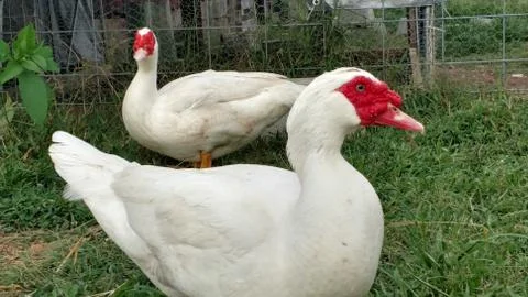 Muscovy ducks close-up Stock Photos
