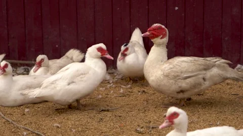 Muscovy Ducks in a Farmyard Setting, demonstrating their unique behaviors and ch Stock Footage 288299062