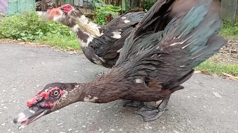 Muscovy Ducks Flapping Wings and Walking on Rural Road Stock Footage 340906166