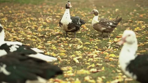Muscovy ducks importantly walk, look into the camera. ducks and autumn leaves Stock Footage 220658977