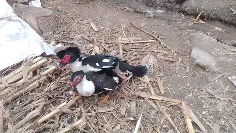 Muscovy Ducks Mating 動画素材 263698075